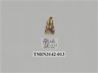 藏品(螟蛾289)的圖片